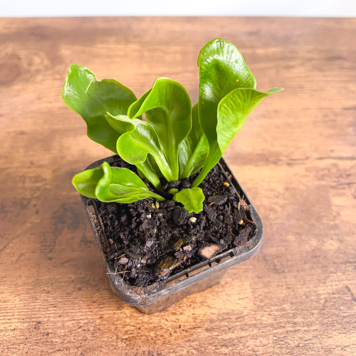 Fern Asplenium Cobra | The Plant Boys