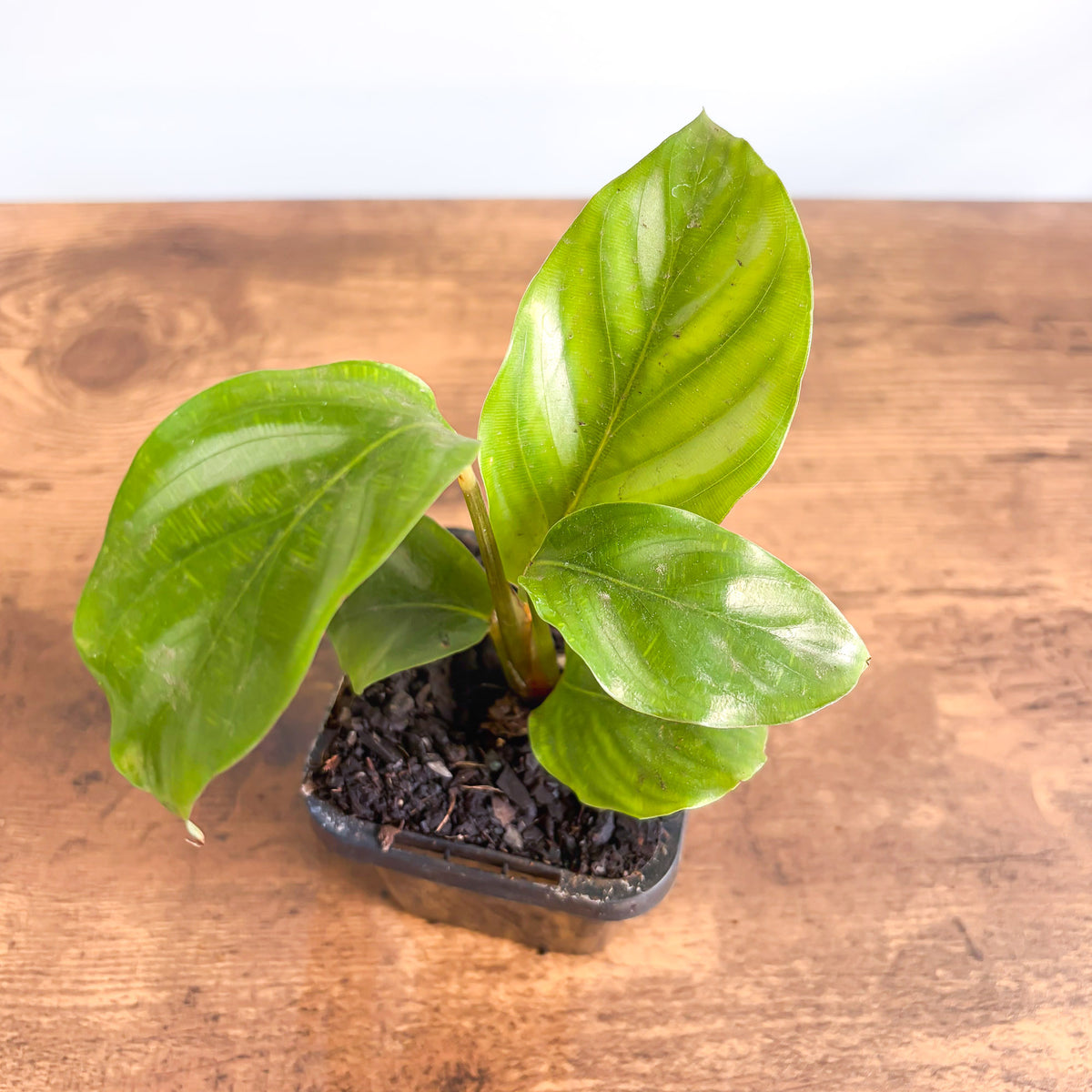 Calathea Orbifolia Watercolours | The Plant Boys