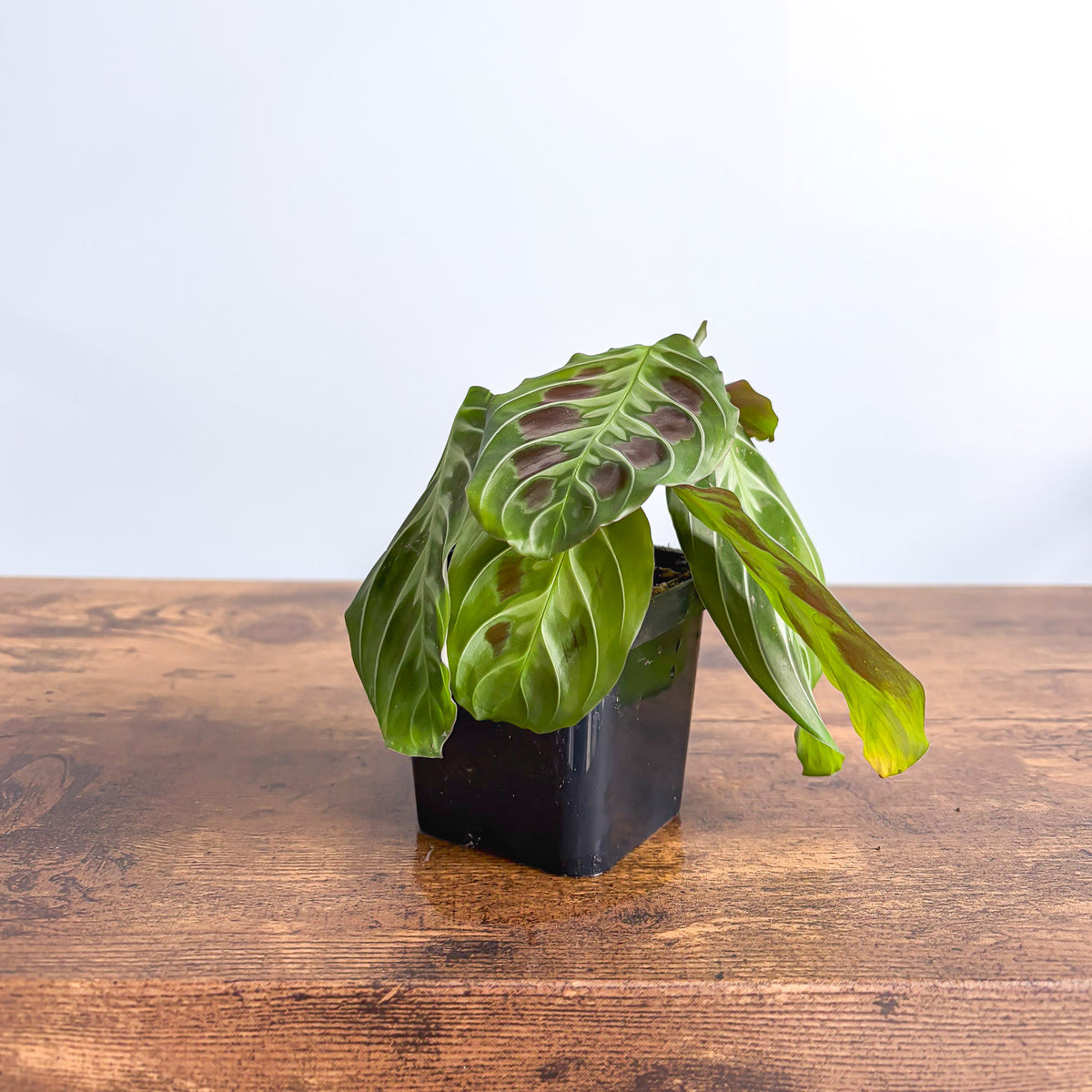 Maranta Cat Moustache | The Plant Boys