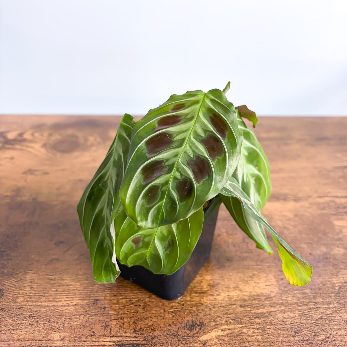 Maranta Cat Moustache | The Plant Boys