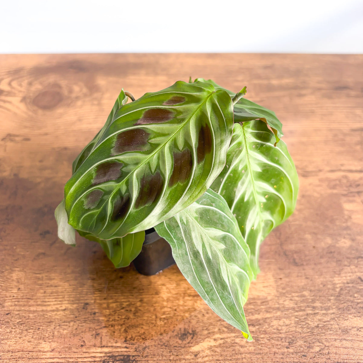 Maranta Cat Moustache | The Plant Boys