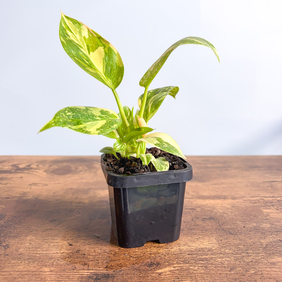 Philodendron Congo Nuclear Variegata | The Plant Boys