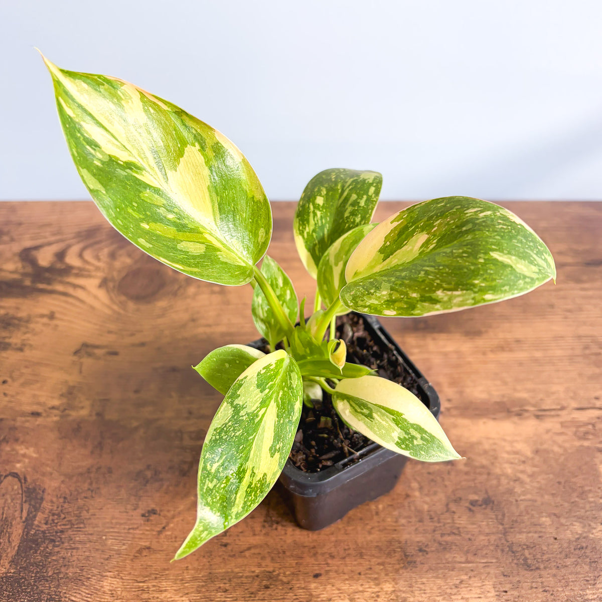 Philodendron Congo Nuclear Variegata | The Plant Boys