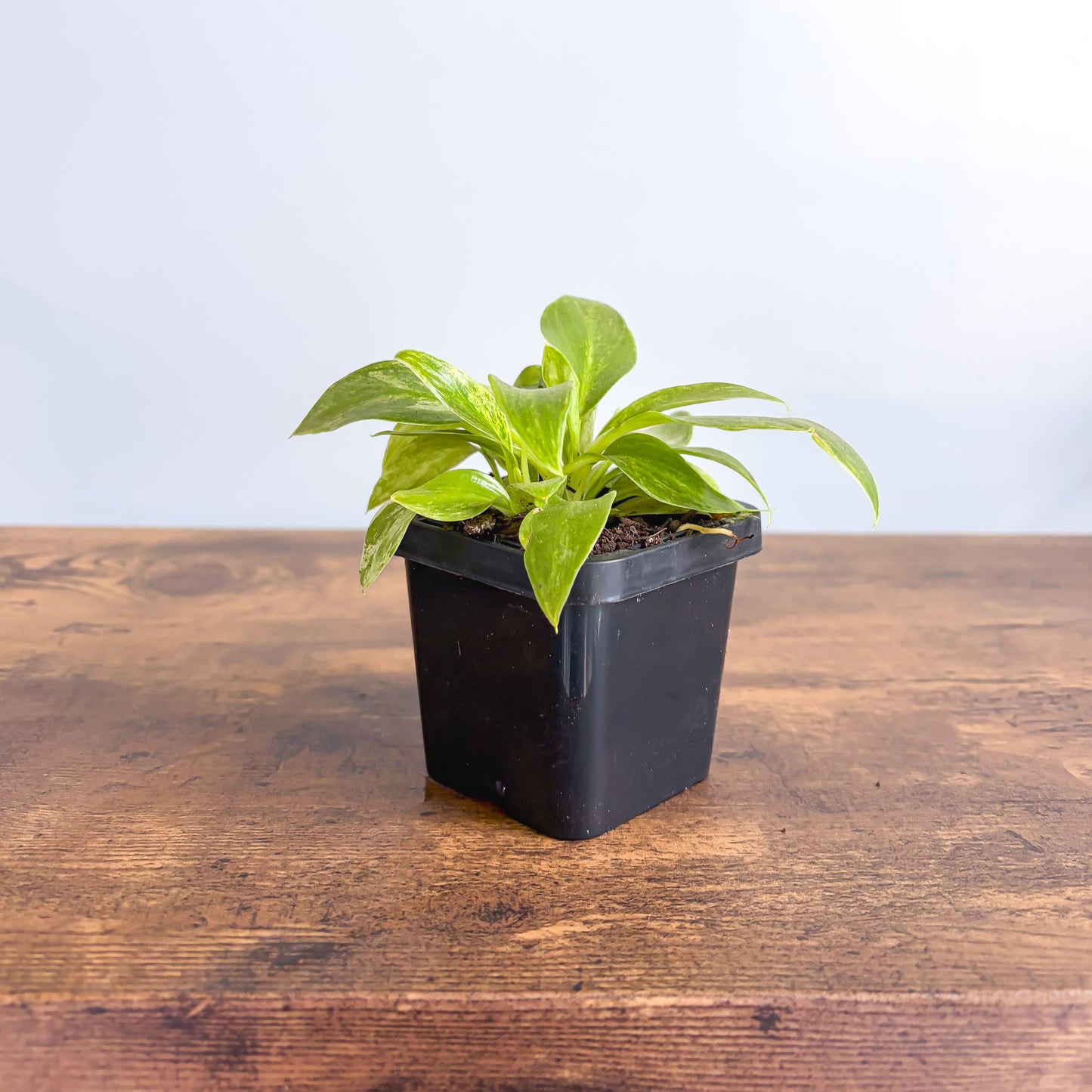 Philodendron Giganteum Blizzard | The Plant Boys