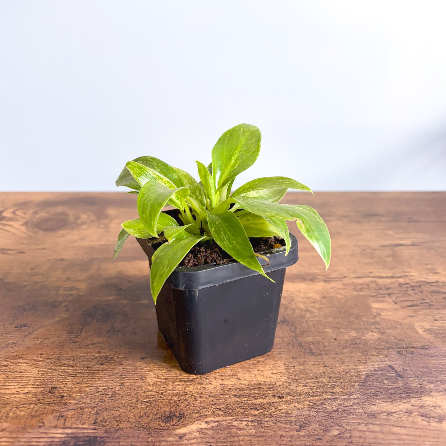 Philodendron Giganteum Blizzard | The Plant Boys