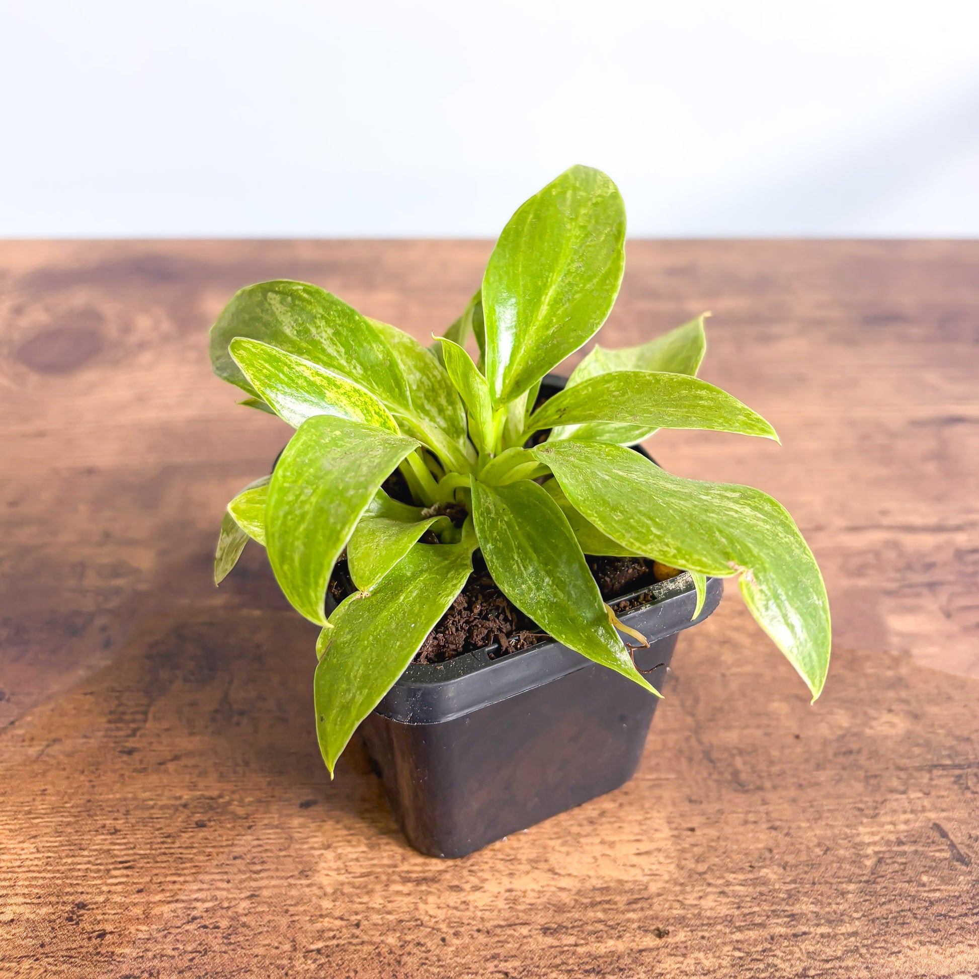 Philodendron Giganteum Blizzard | The Plant Boys