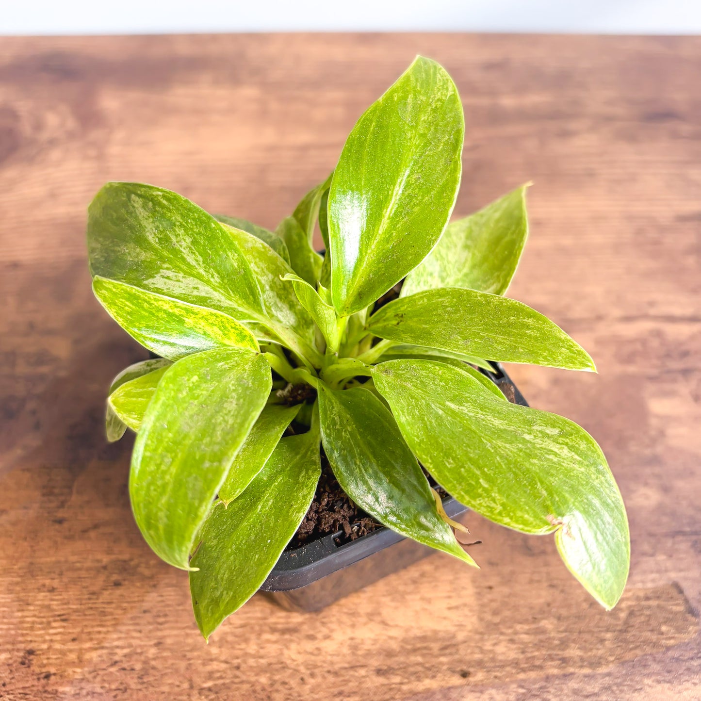 Philodendron Giganteum Blizzard | The Plant Boys
