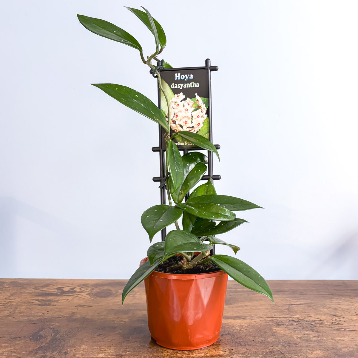 Hoya Dasyantha | The Plant Boys