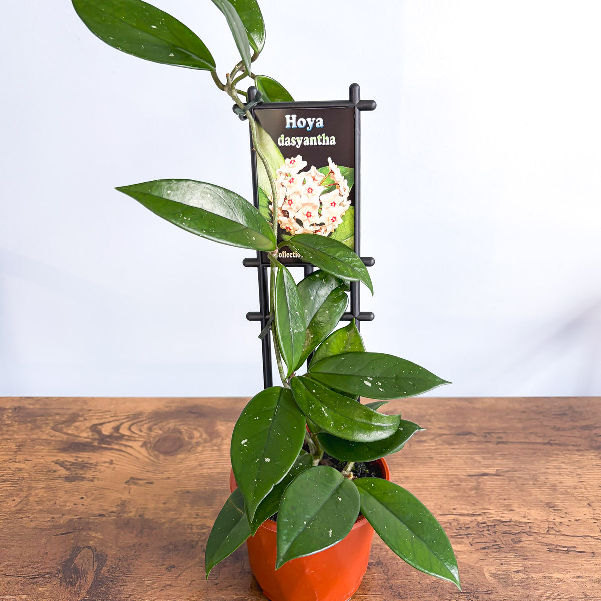 Hoya Dasyantha | The Plant Boys
