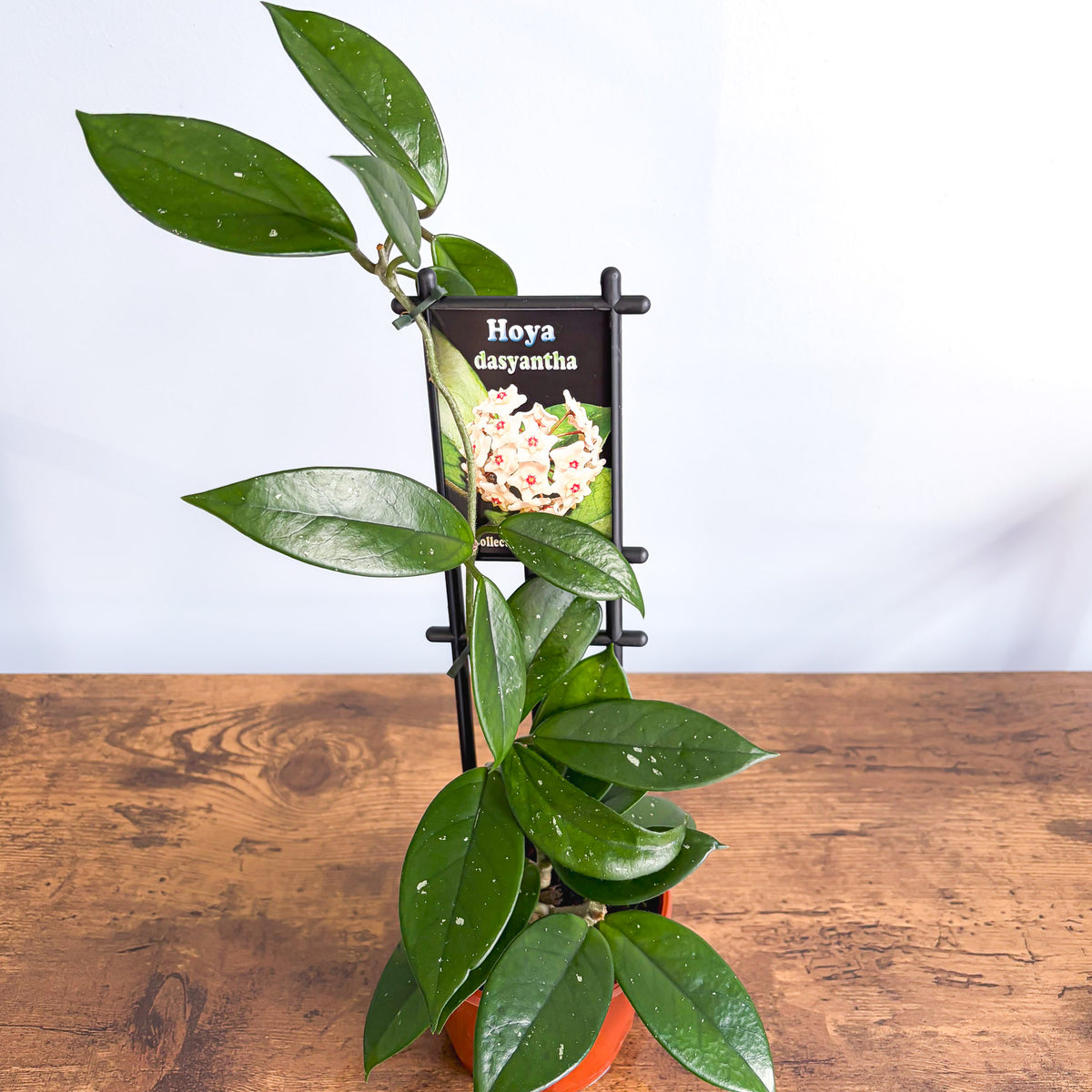 Hoya Dasyantha | The Plant Boys