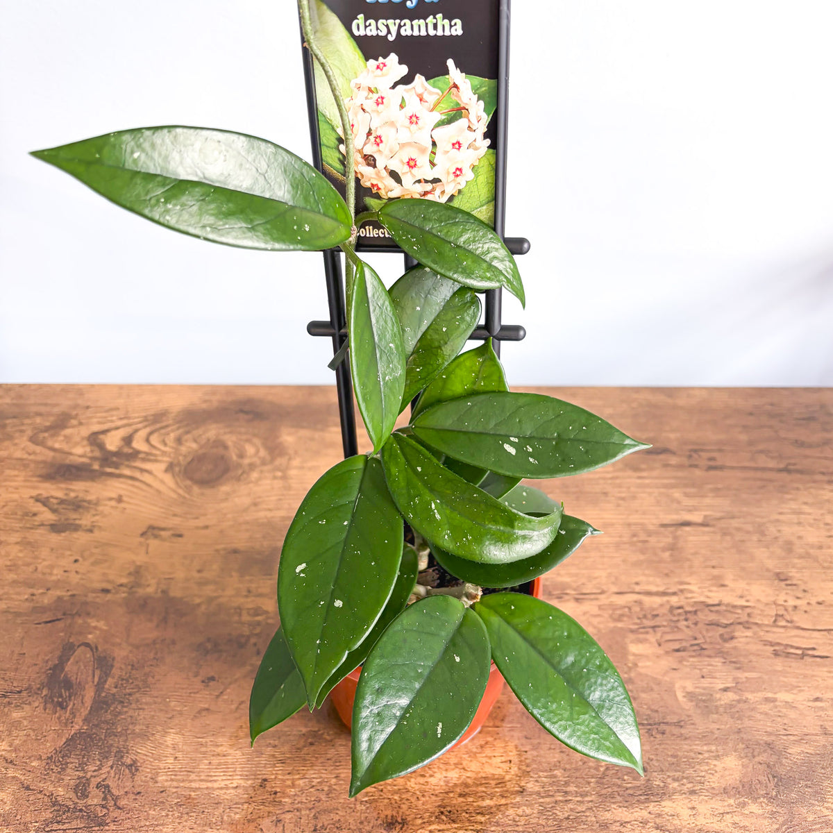 Hoya Dasyantha | The Plant Boys
