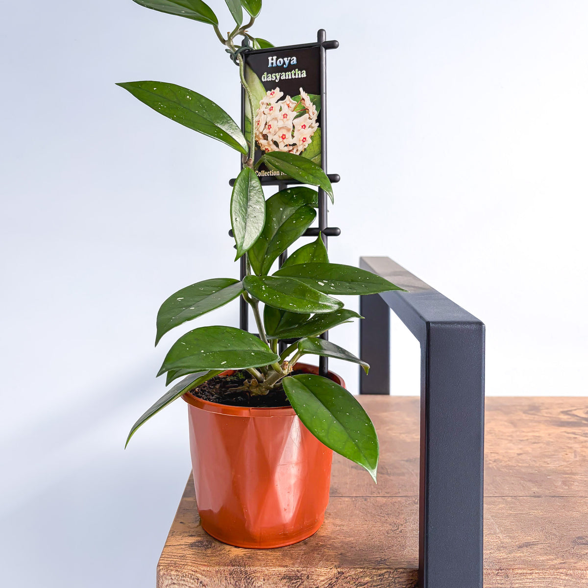 Hoya Dasyantha | The Plant Boys