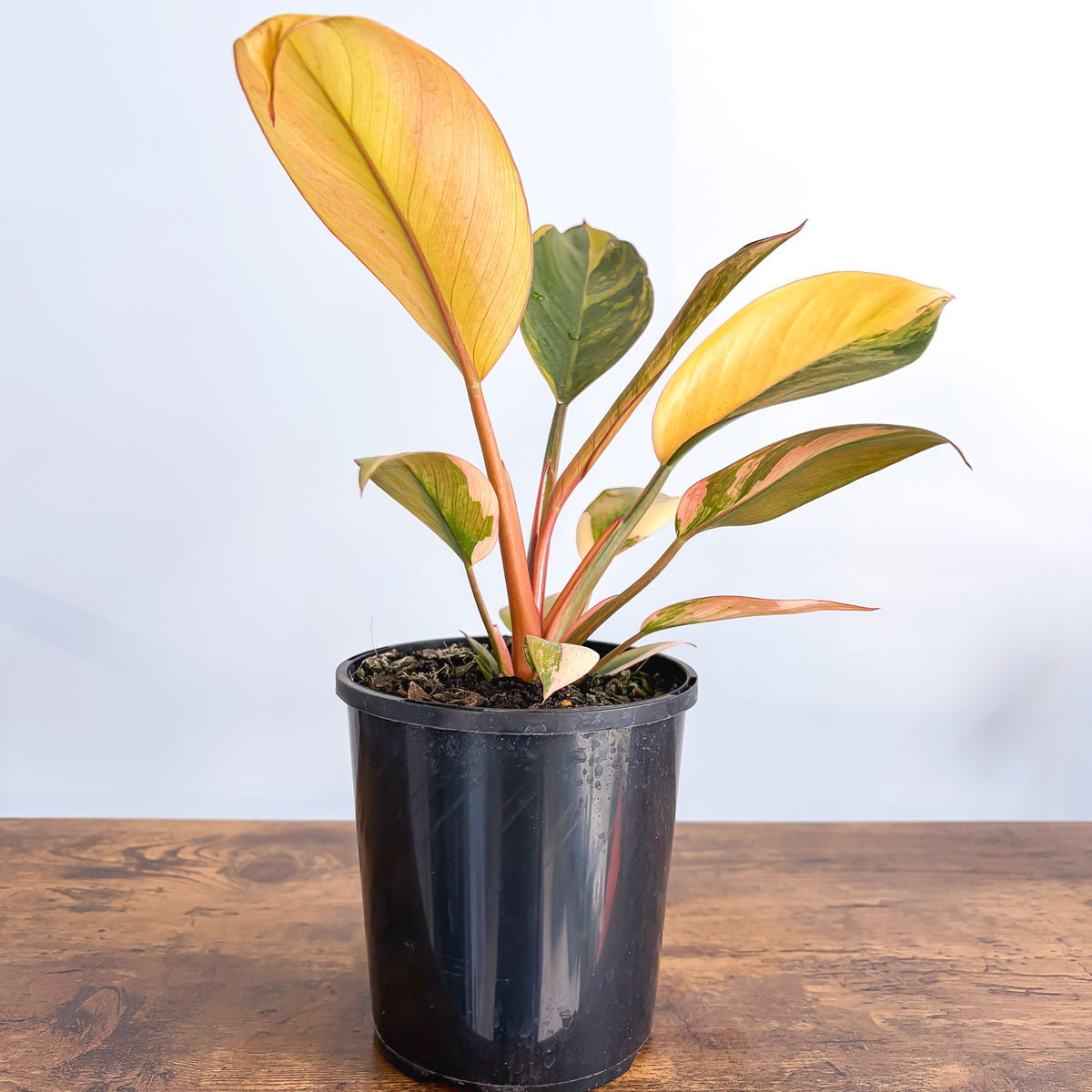 Philodendron Rojo Congo Variegata | The Plant Boys