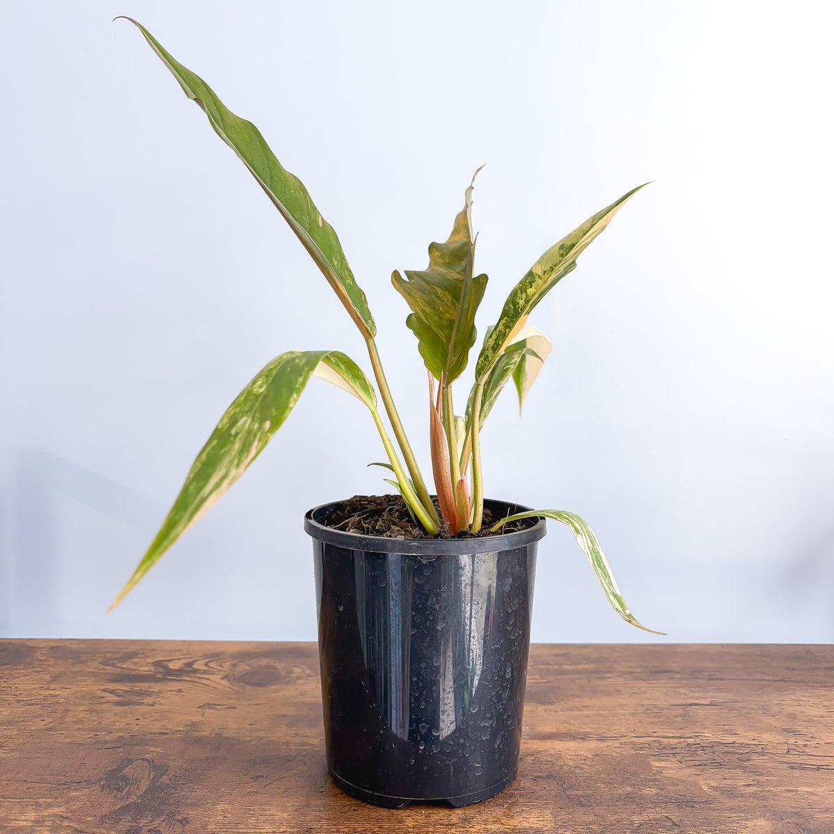 Philodendron Caramel Marble | The Plant Boys
