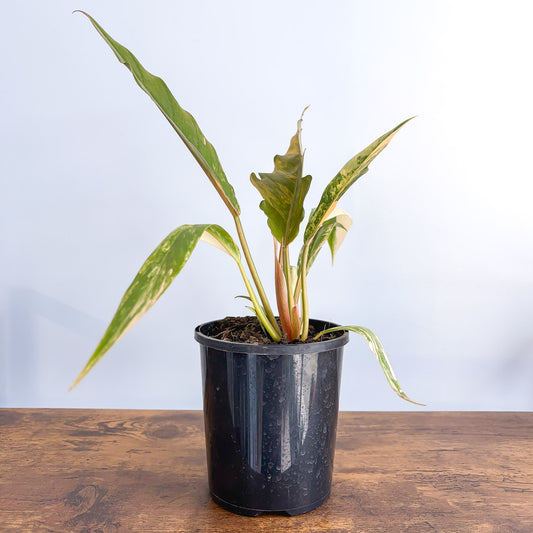 Philodendron Caramel Marble | The Plant Boys