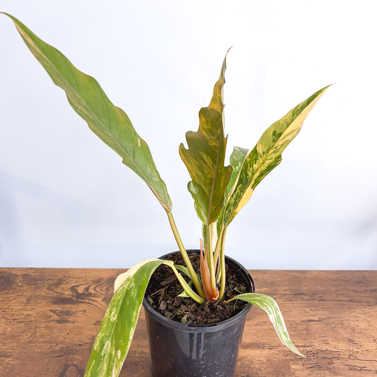 Philodendron Caramel Marble | The Plant Boys