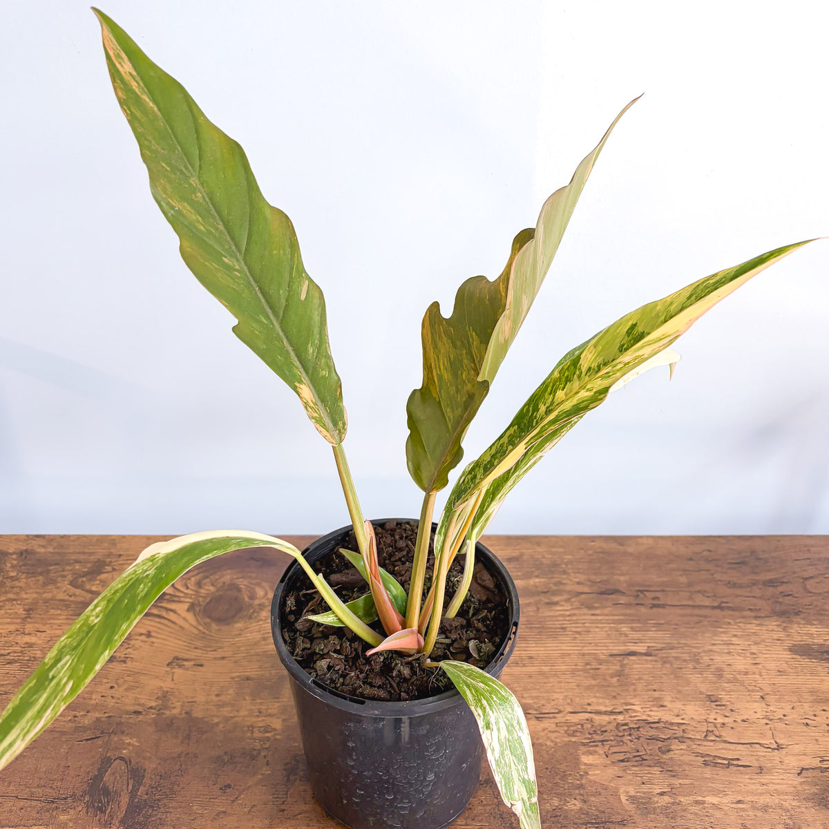 Philodendron Caramel Marble | The Plant Boys