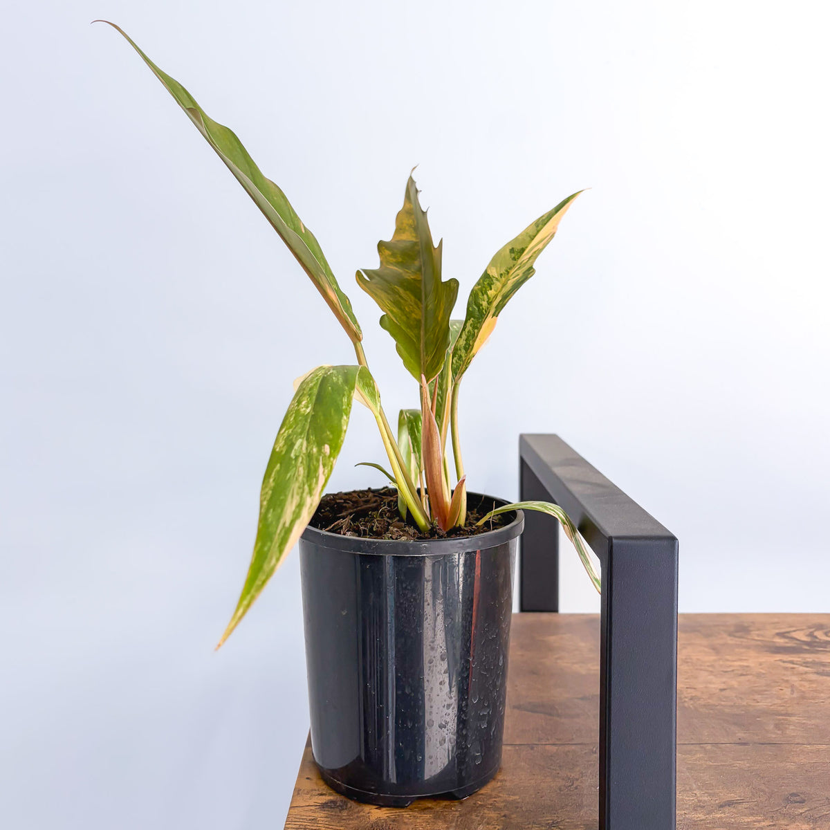 Philodendron Caramel Marble | The Plant Boys