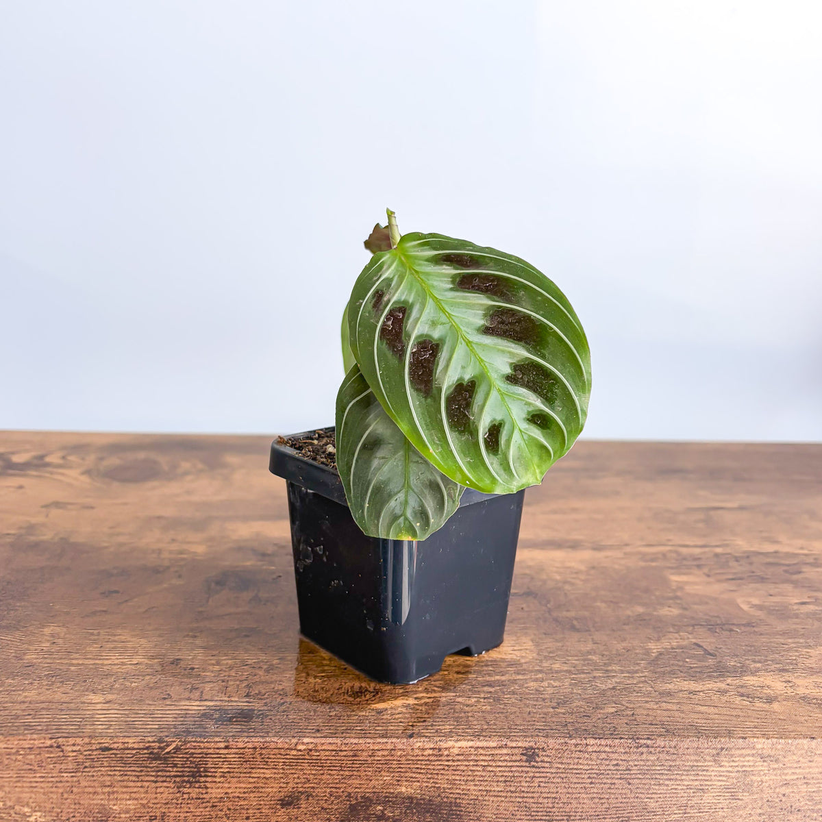 Maranta Black | The Plant Boys
