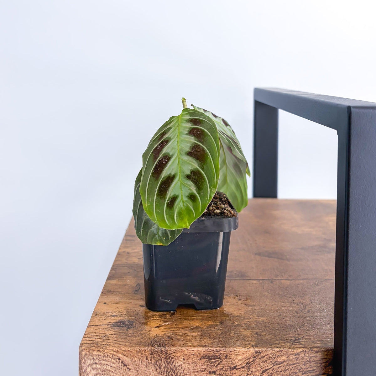 Maranta Black | The Plant Boys