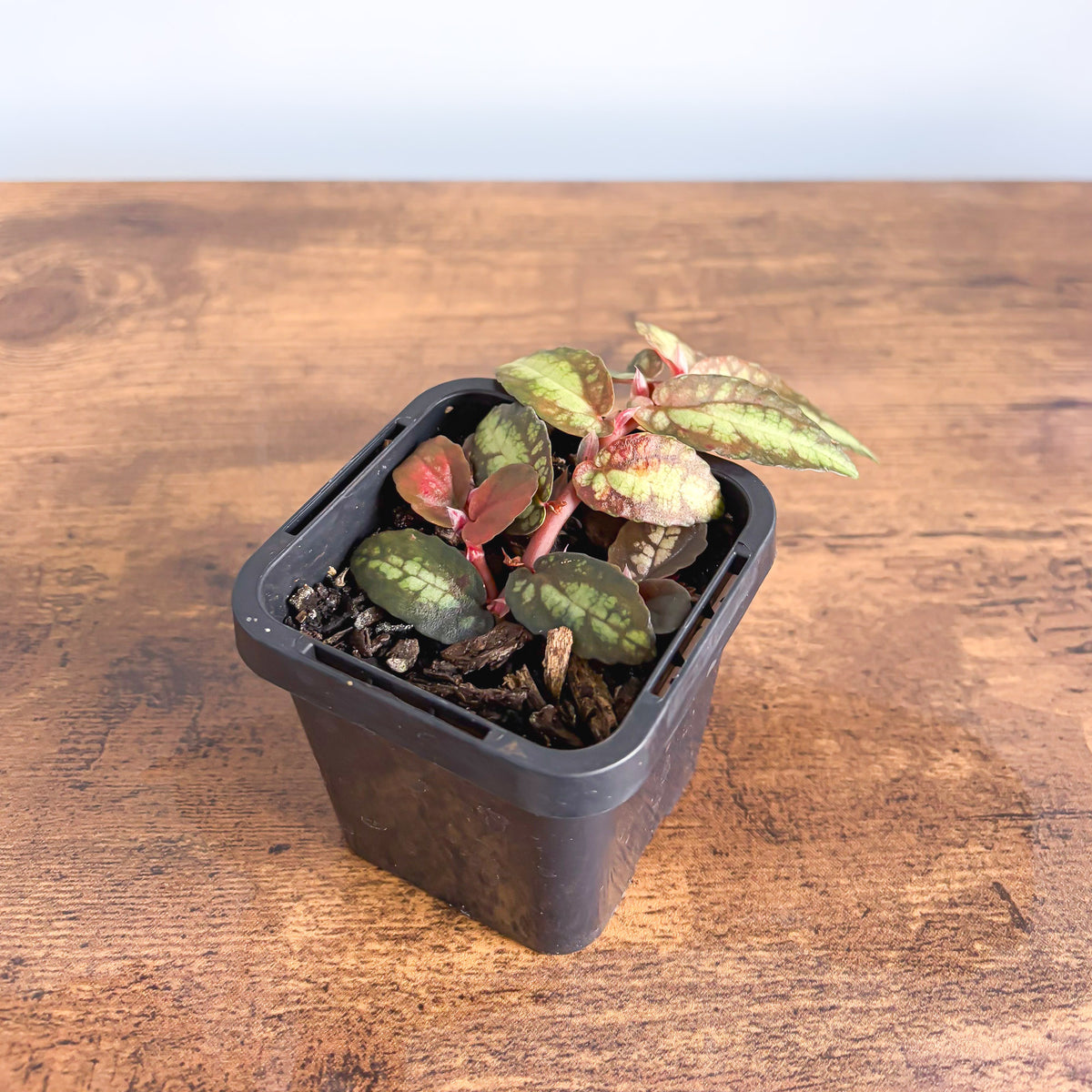 Pellionia Repens | The Plant Boys