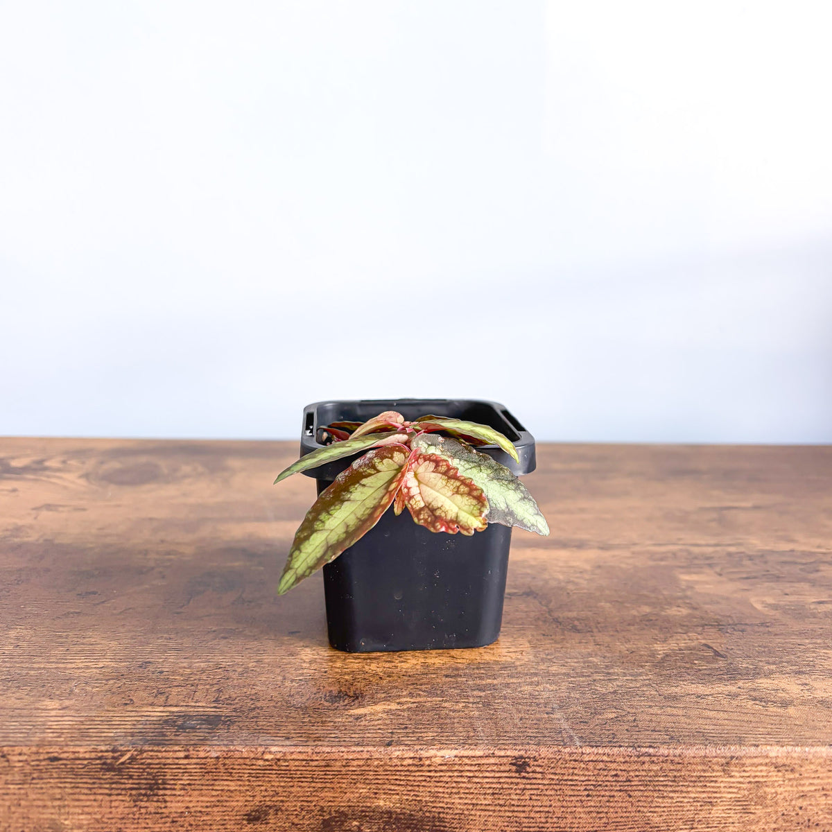 Pellionia Repens | The Plant Boys