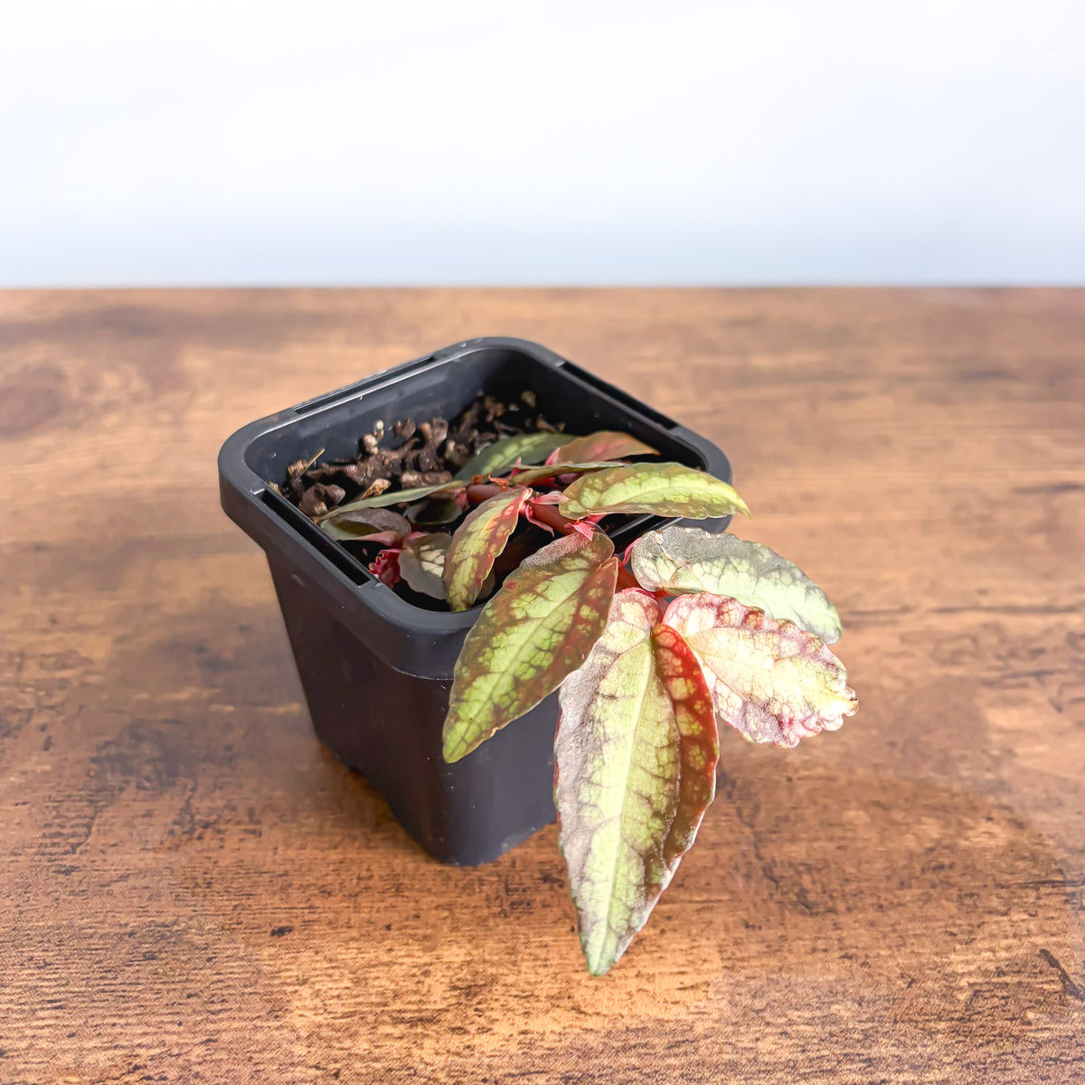 Pellionia Repens | The Plant Boys