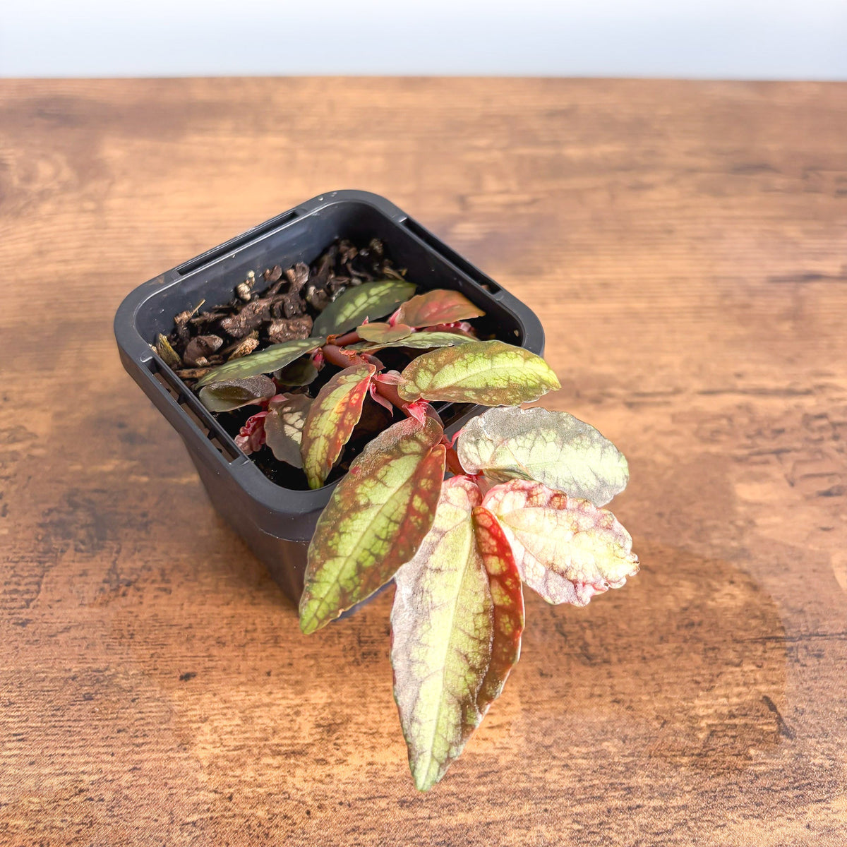 Pellionia Repens | The Plant Boys