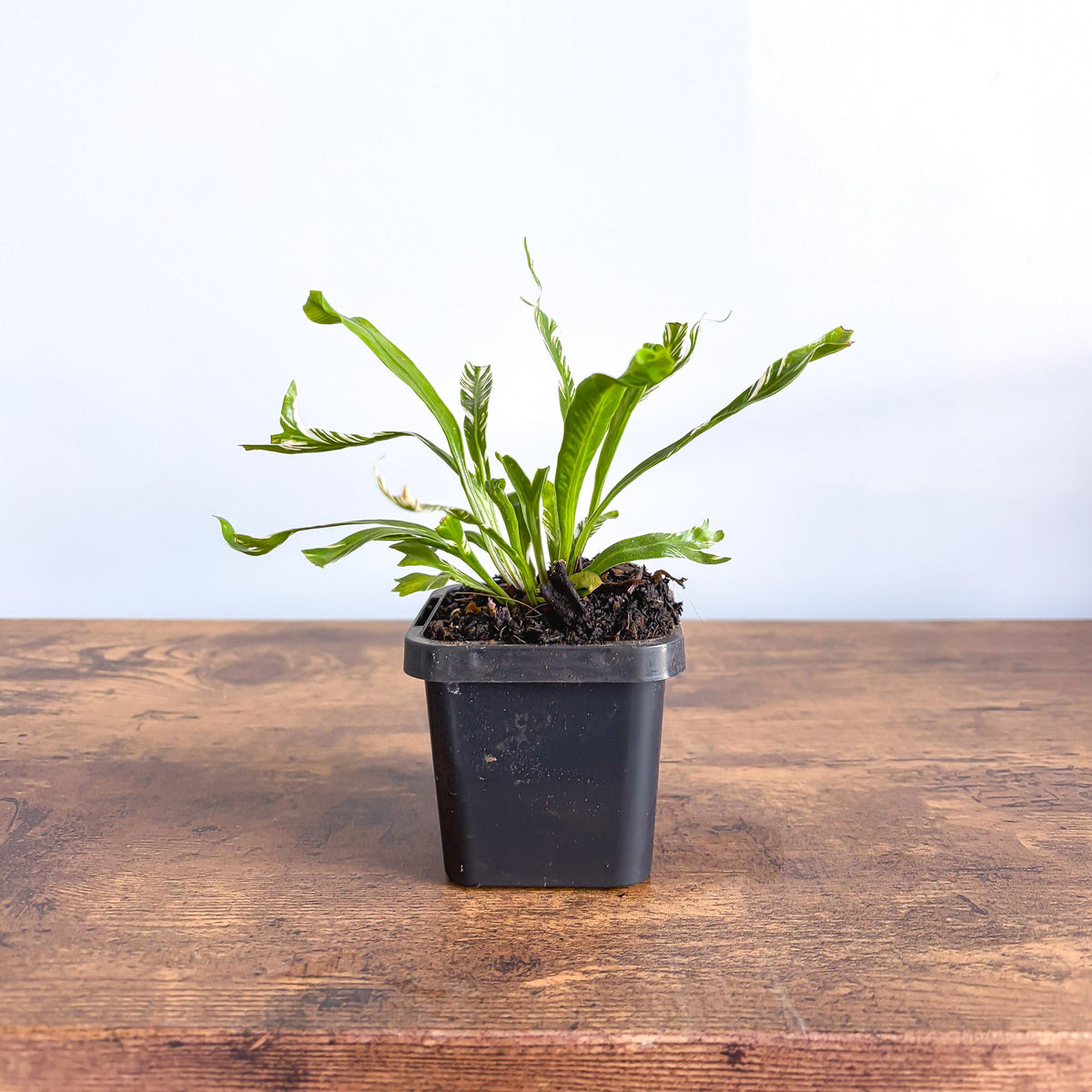 Asplenium Bird's Nest Variegated Fern | The Plant Boys