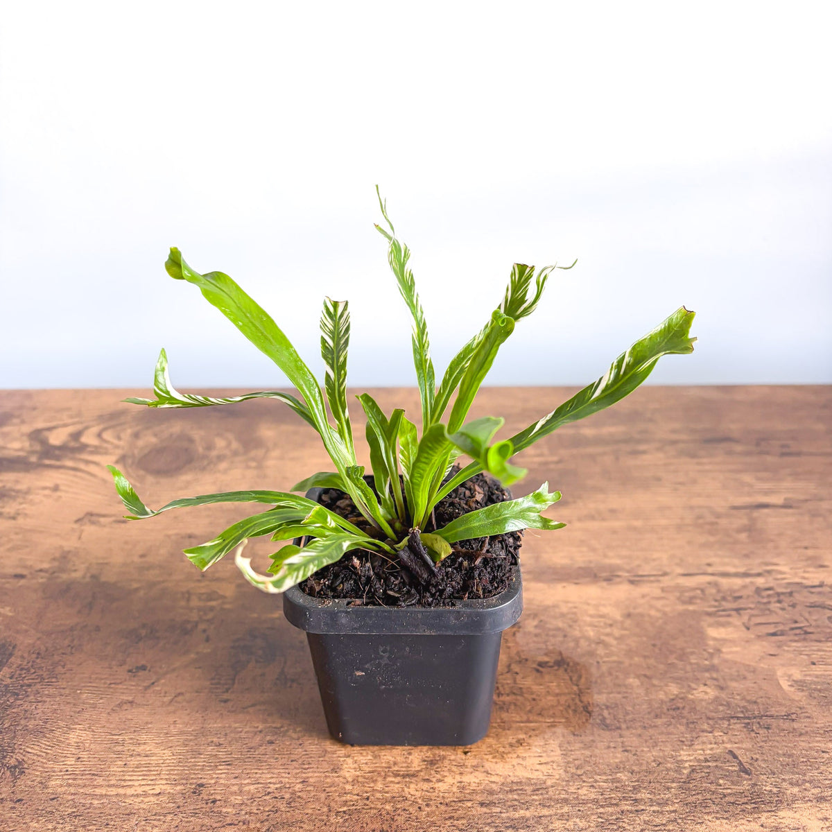 Asplenium Bird's Nest Variegated Fern | The Plant Boys