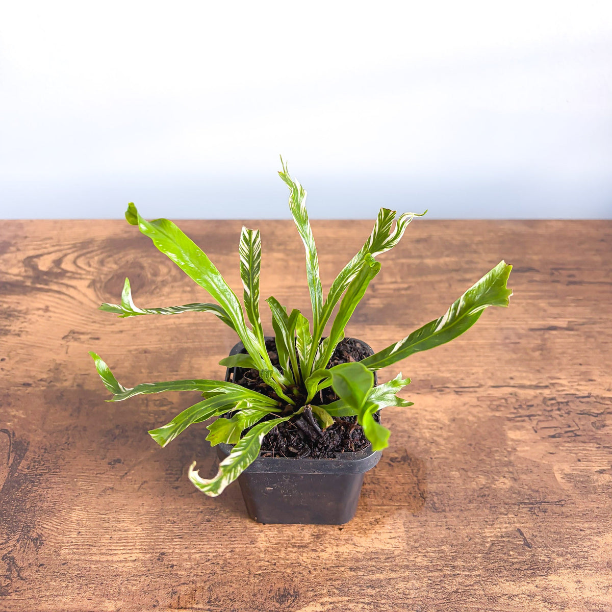 Asplenium Bird's Nest Variegated Fern | The Plant Boys