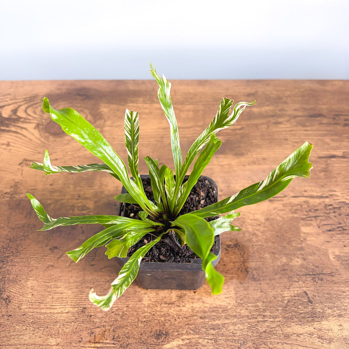 Asplenium Bird's Nest Variegated Fern | The Plant Boys