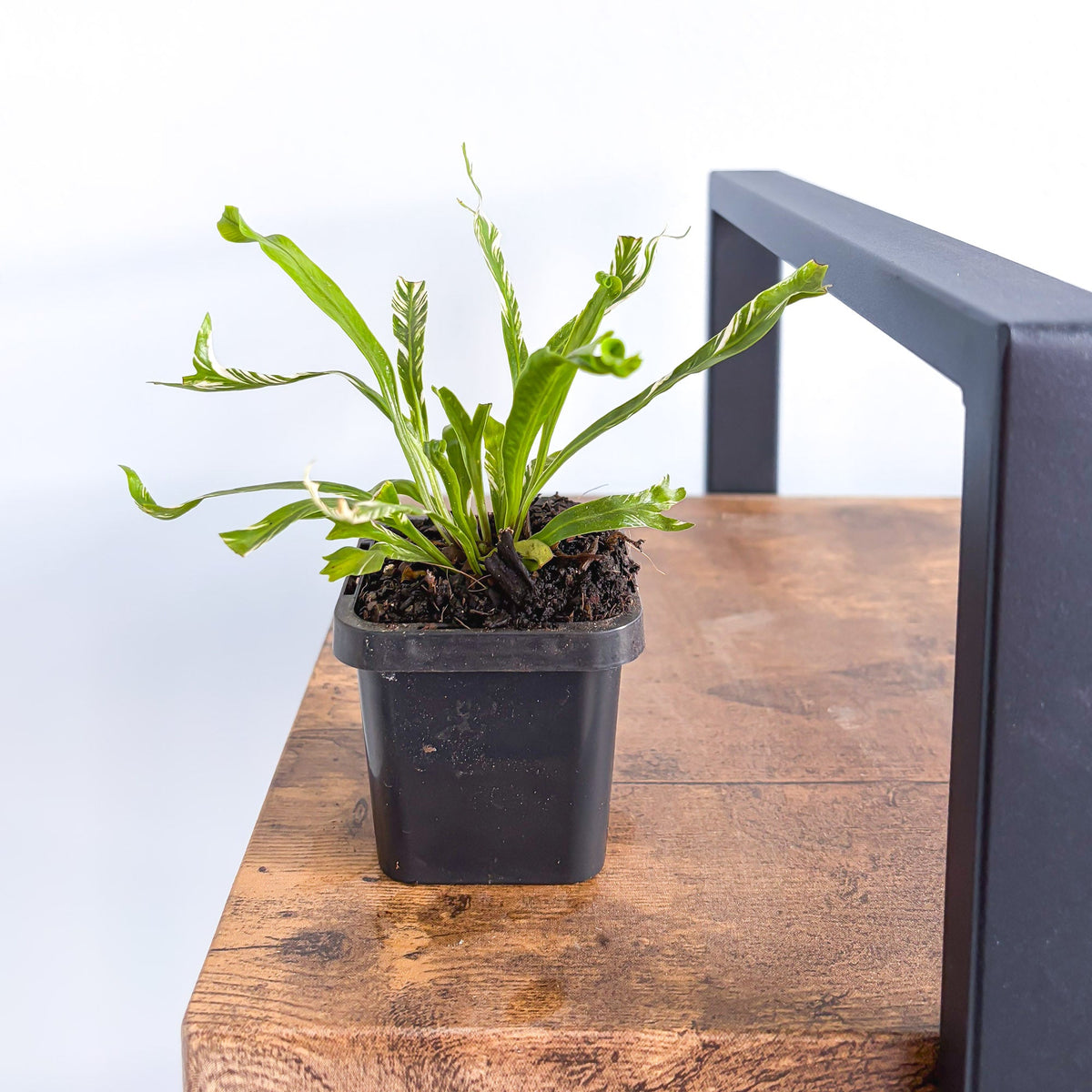 Asplenium Bird's Nest Variegated Fern | The Plant Boys