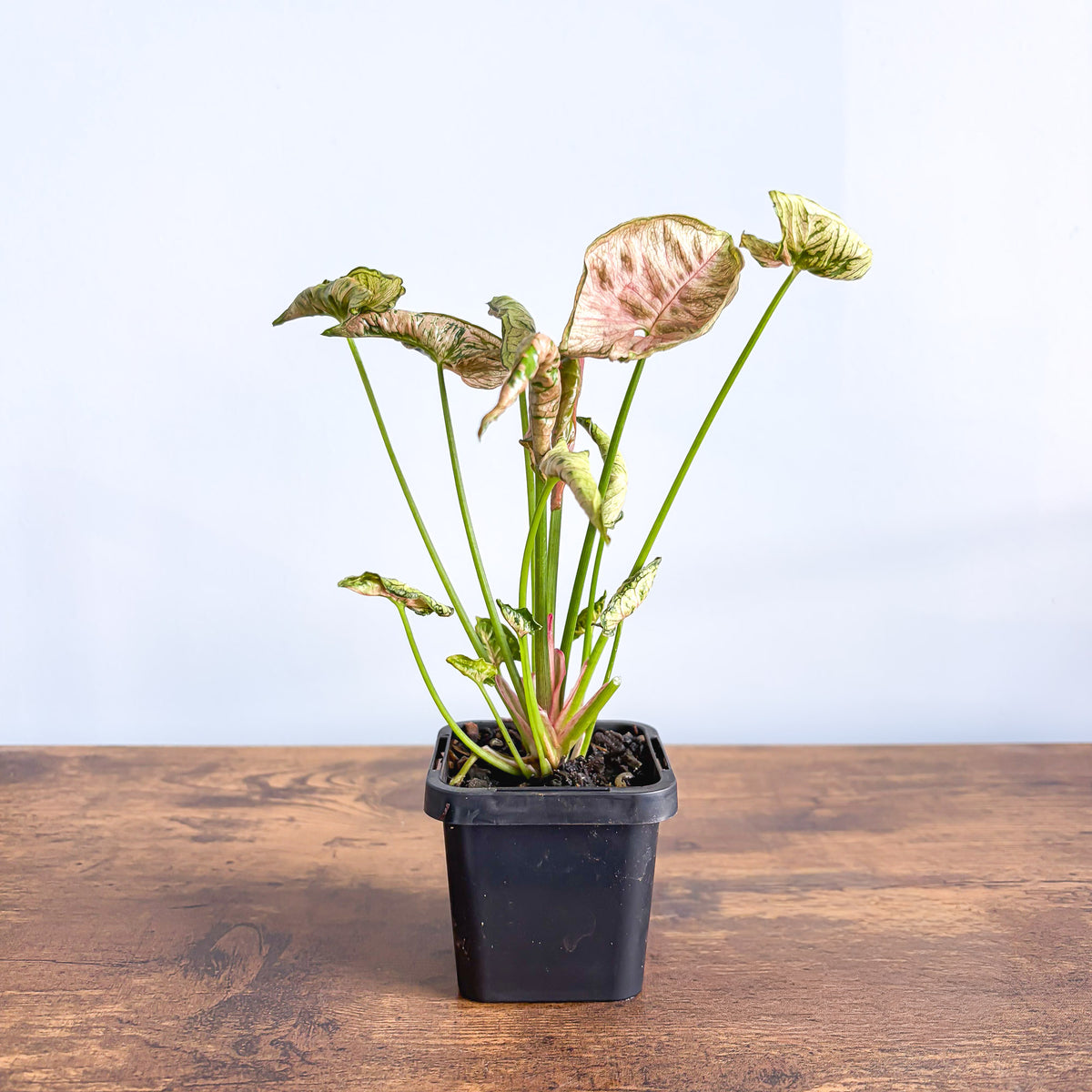 Syngonium Pink Goddess | The Plant Boys