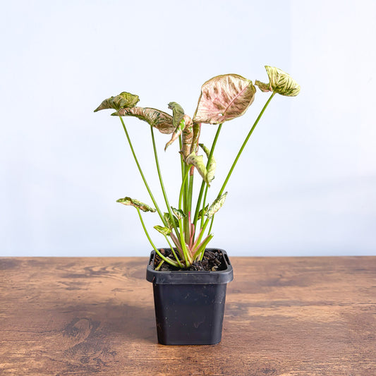 Syngonium Pink Goddess | The Plant Boys
