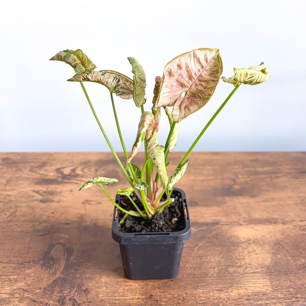 Syngonium Pink Goddess | The Plant Boys
