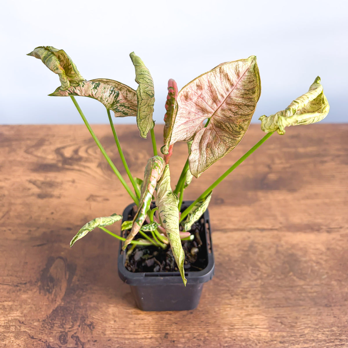 Syngonium Pink Goddess | The Plant Boys