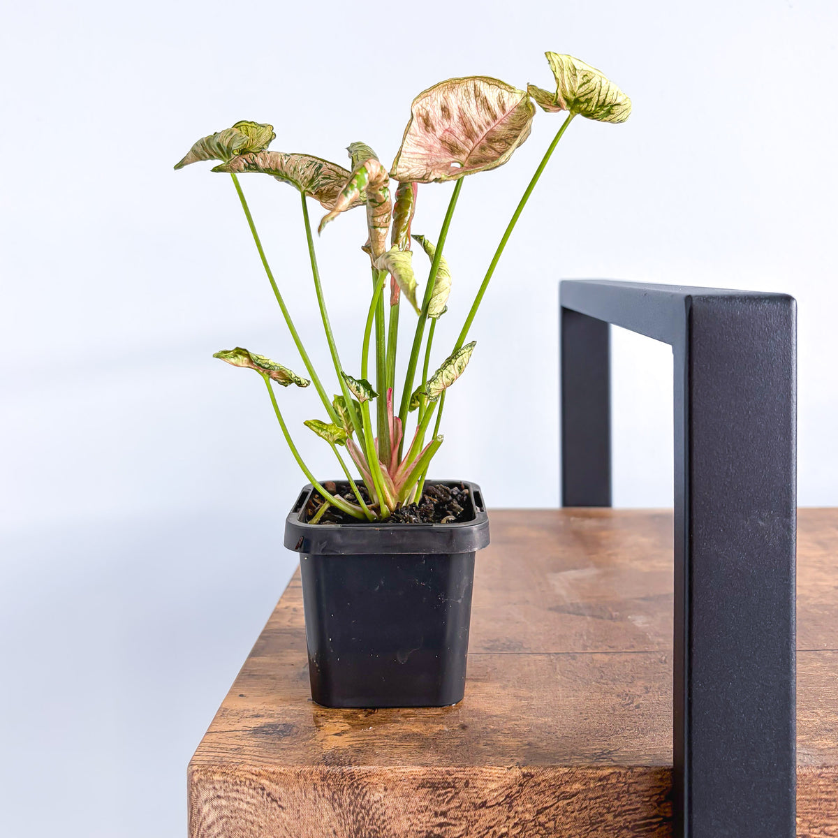 Syngonium Pink Goddess | The Plant Boys