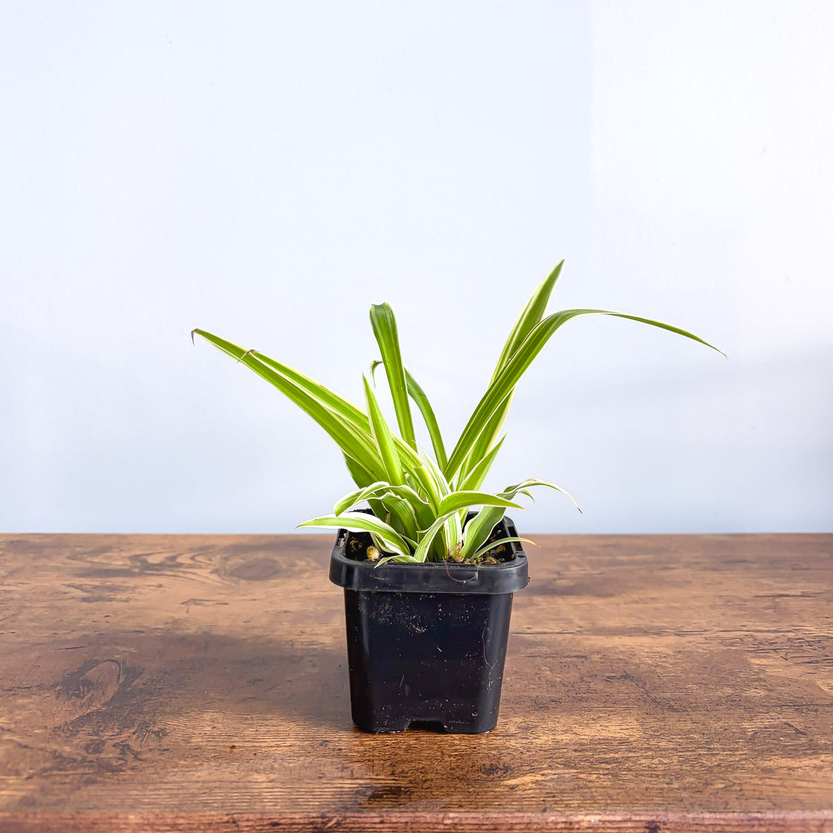 Spider Plant | The Plant Boys