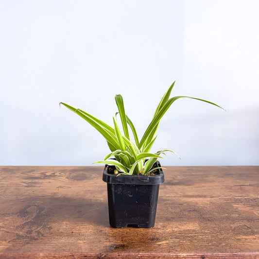 Spider Plant | The Plant Boys