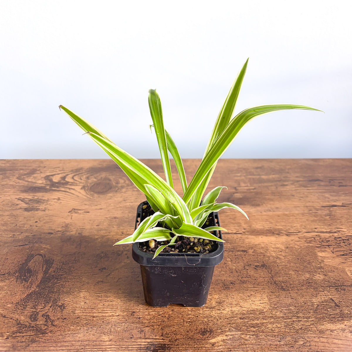 Spider Plant | The Plant Boys