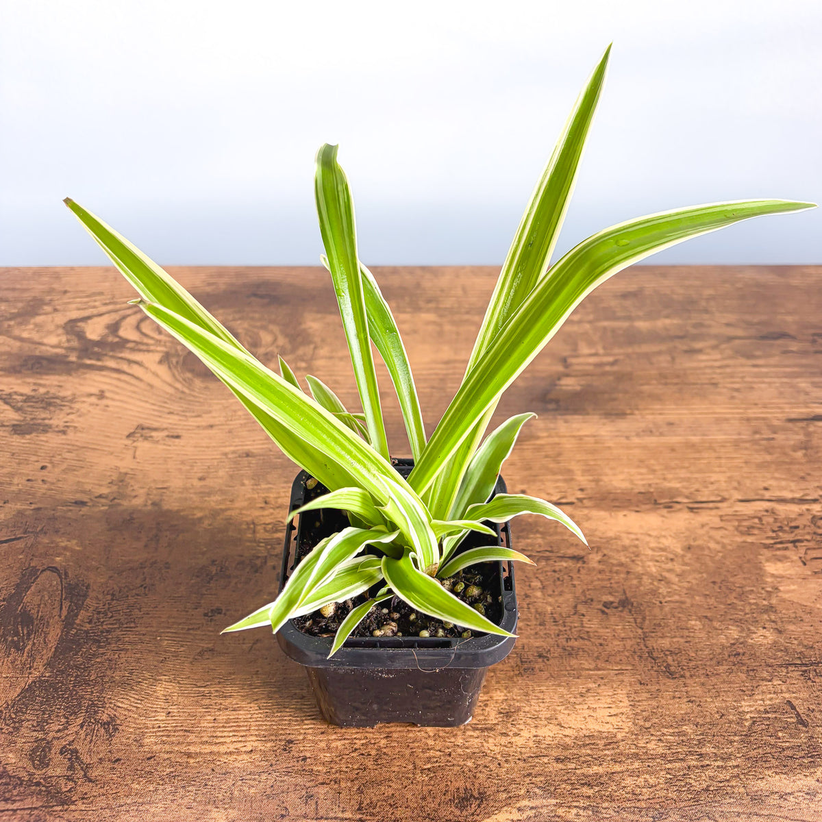 Spider Plant | The Plant Boys
