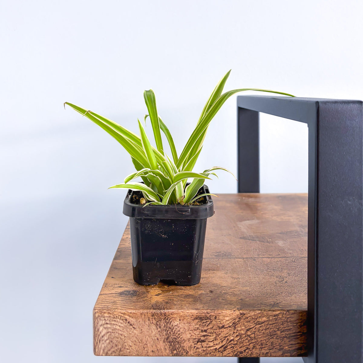 Spider Plant | The Plant Boys