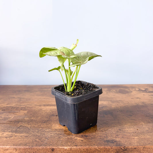 Syngonium Milk Confetti | The Plant Boys
