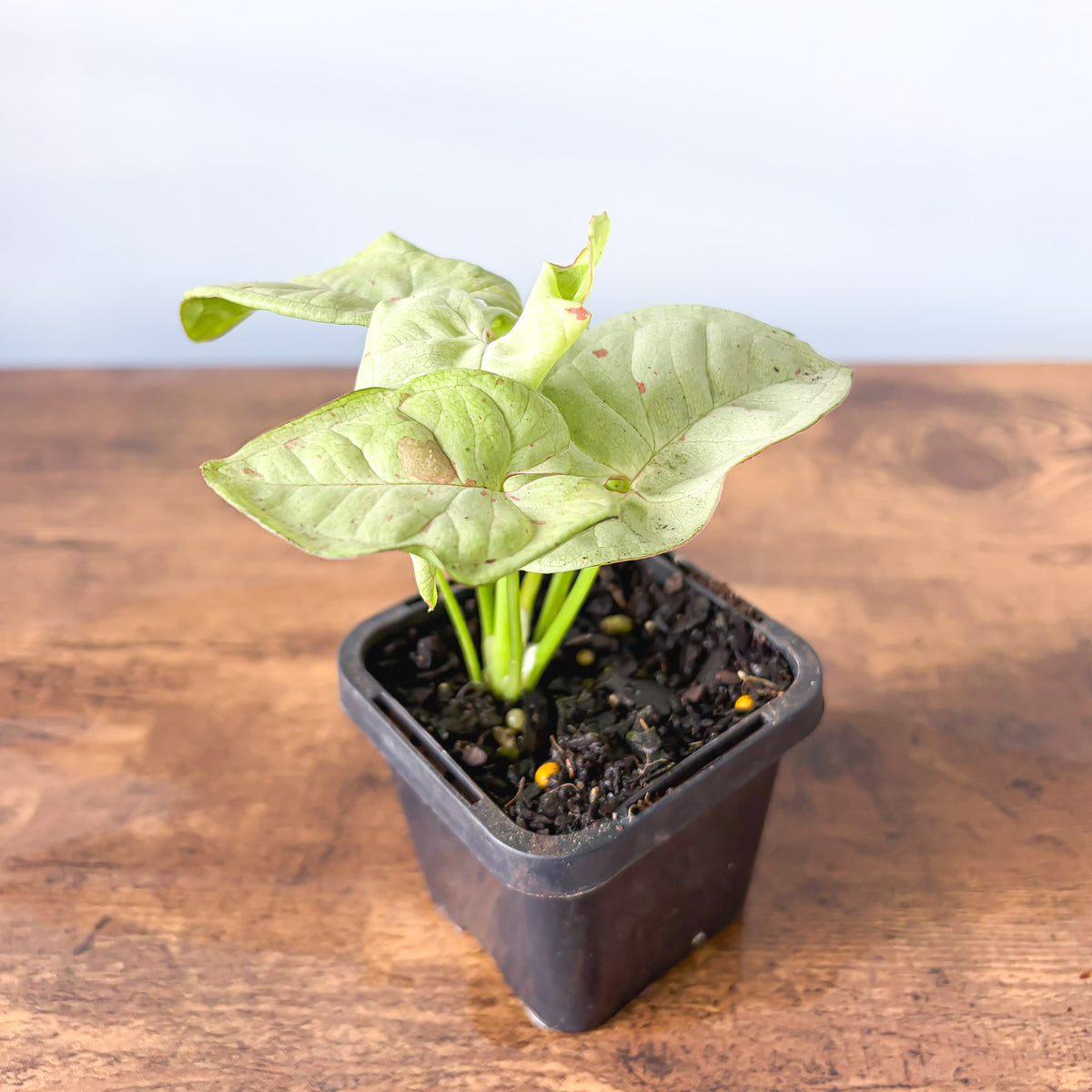 Syngonium Milk Confetti | The Plant Boys