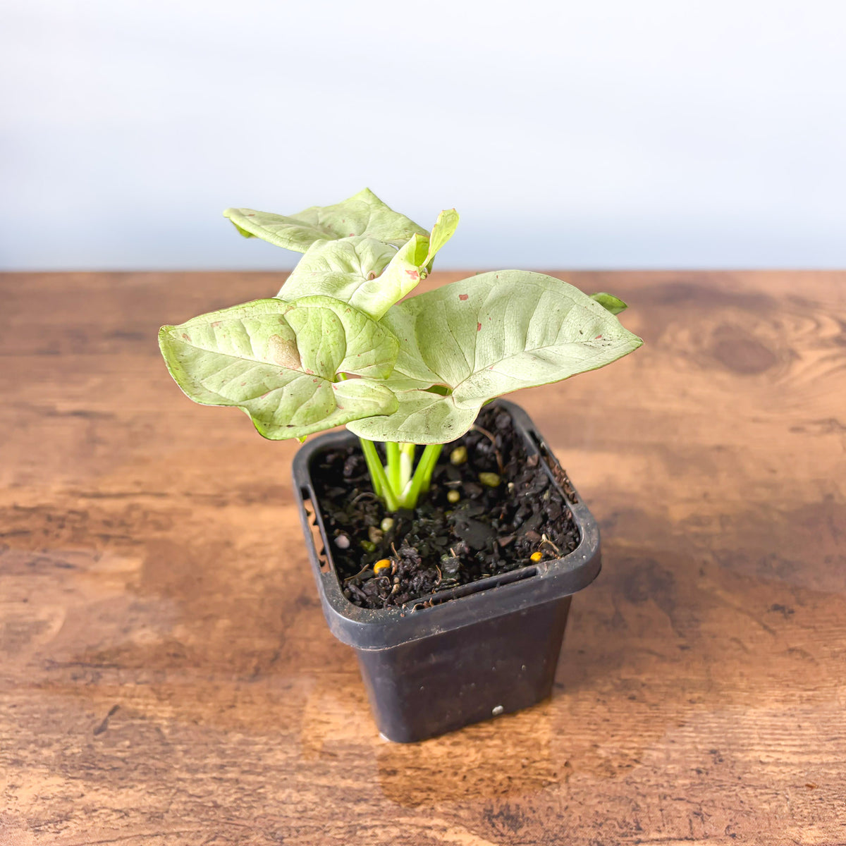 Syngonium Milk Confetti | The Plant Boys