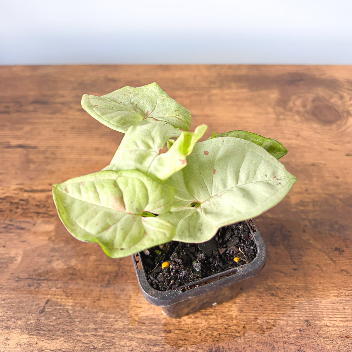 Syngonium Milk Confetti | The Plant Boys