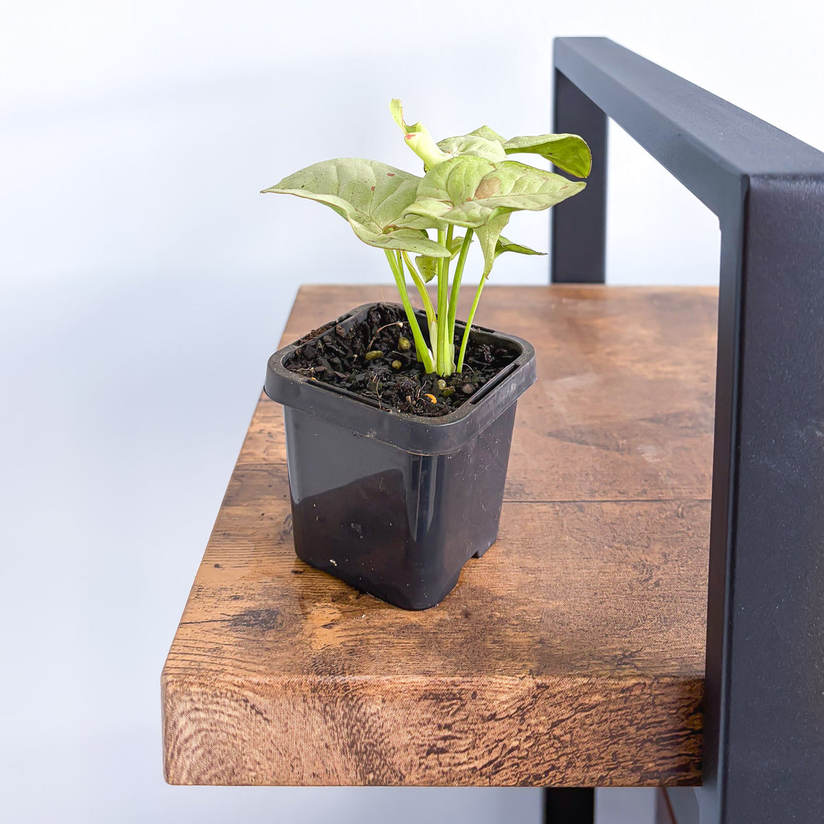 Syngonium Milk Confetti | The Plant Boys