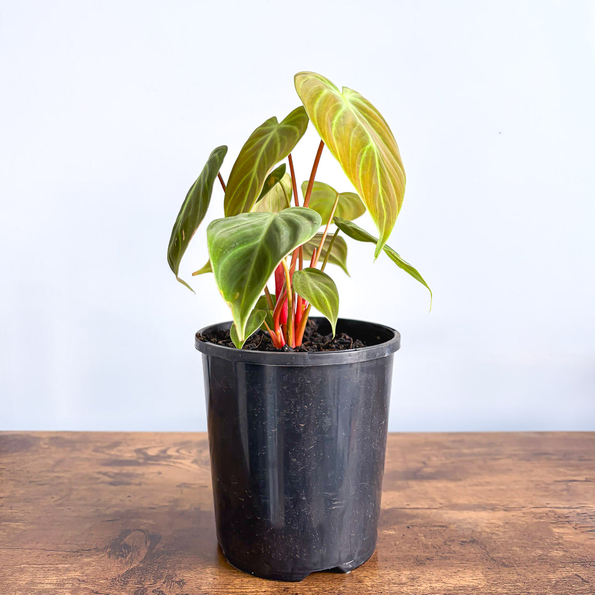 Philodendron El Choco Red | The Plant Boys