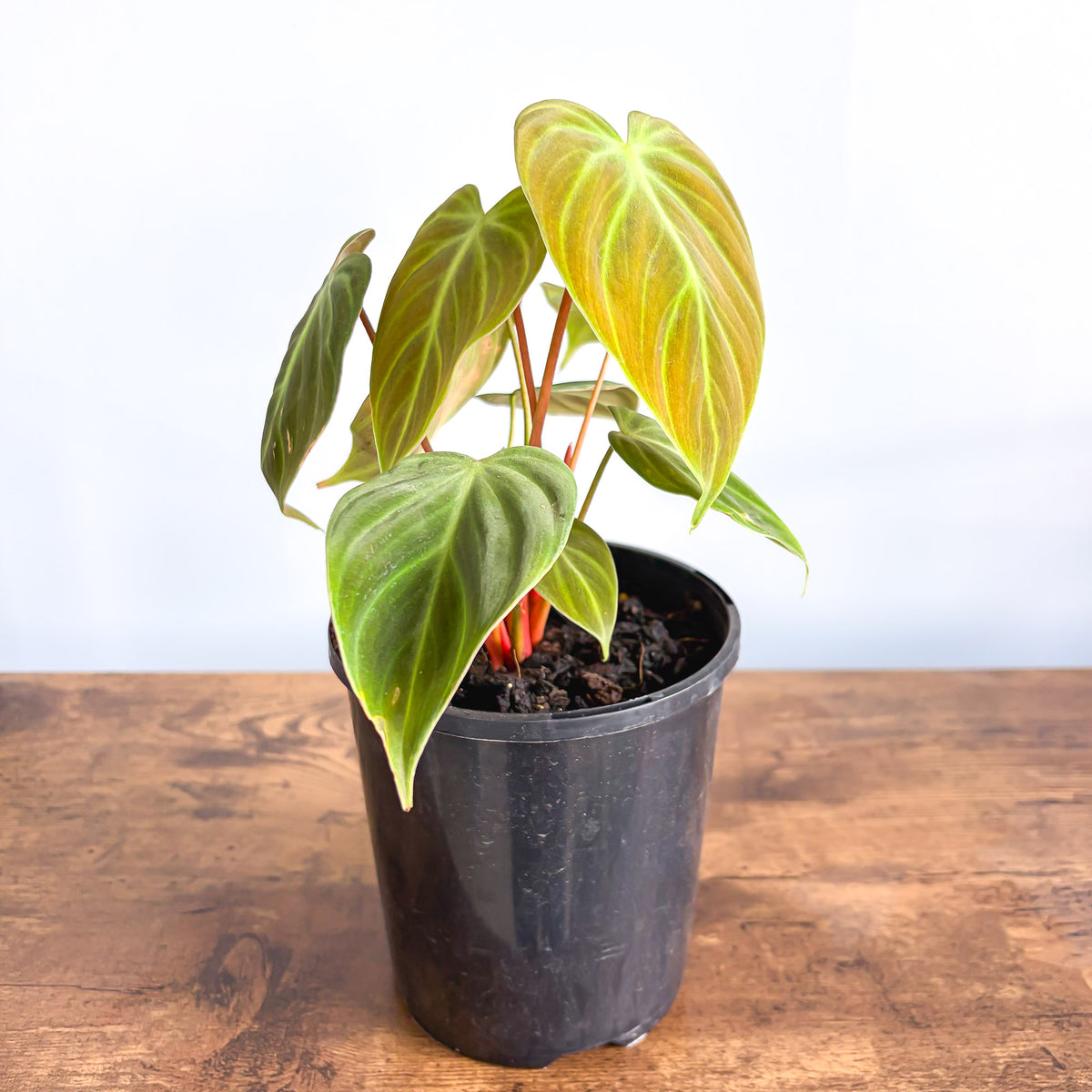 Philodendron El Choco Red | The Plant Boys